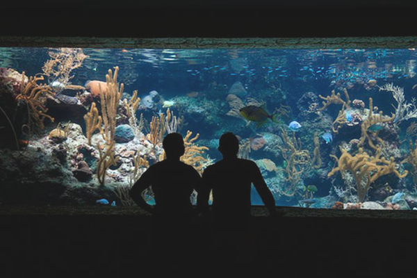 пара смотрит на аквариум
