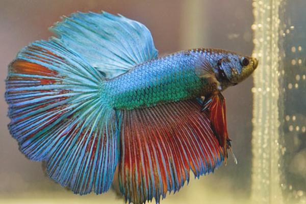 цветная аквариумная рыбка