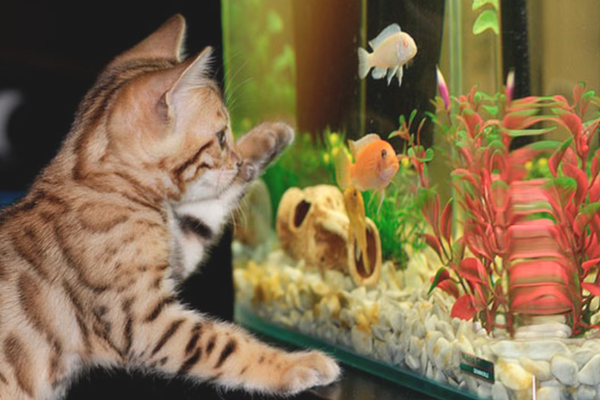котик возле аквариума