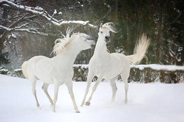 игривые белые лошадки