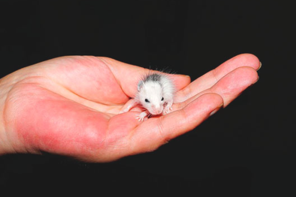 маленькая мышка в ладони
