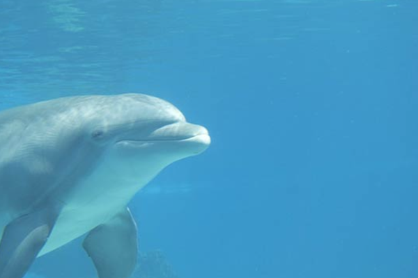 дельфин под водой