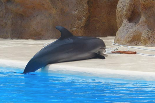дельфин в дельфинарии