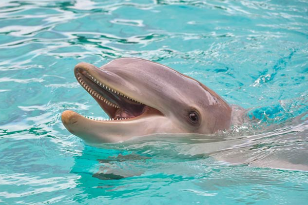 дельфин приснился значение