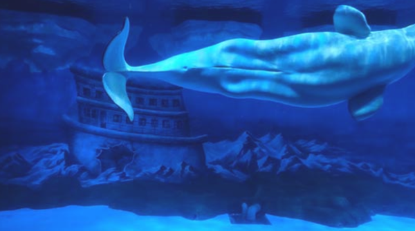 большой кит в бассейне