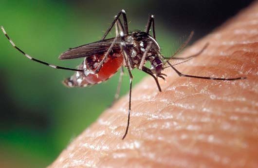 К чему снится комар