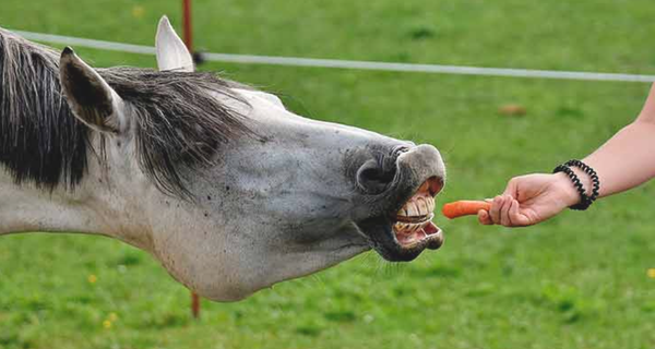 лошадь ест морковку