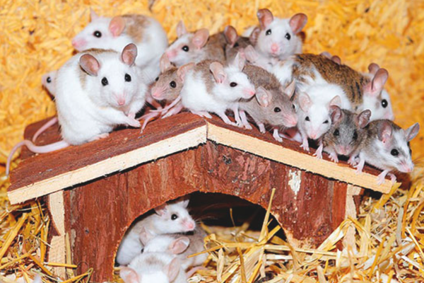маленькие мышки