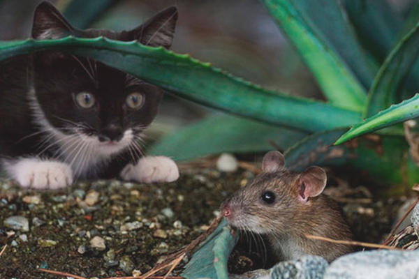 мышь и кошка