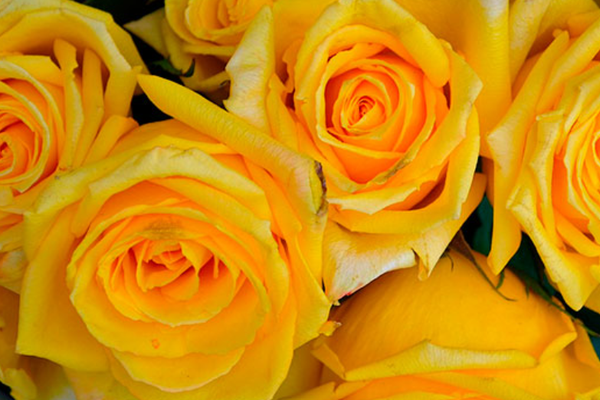 желтые розы приметы