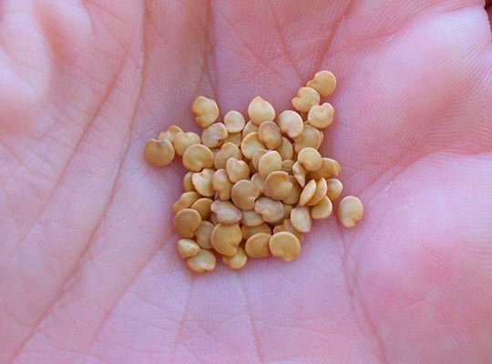 калибровка семян баклажан